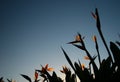 Bird of Paradise flowers rising into the sky