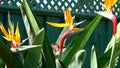 Bird of Paradise flowers Royalty Free Stock Photo