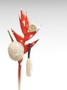 Bird of paradise flowers with spa accessory