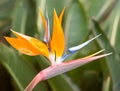 Bird of paradise flowers (Strelitzia) Royalty Free Stock Photo