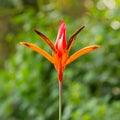 Bird of paradise flowers (Strelitzia)