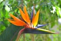 Bird of paradise flowers (Strelitzia) Royalty Free Stock Photo