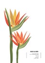 Bird of paradise graphic card design. Modern 3d realistic vector card with exotic flowers, jungle botanical art for banner, Royalty Free Stock Photo