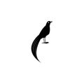 Bird of paradise icon. Elements of the fauna of Australia icon. Premium quality graphic design icon. Baby Signs, outline symbols c Royalty Free Stock Photo