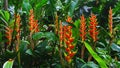 Bird of Paradise With Lush Green Background Panorama