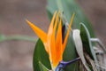 Bird of Paradise Plant Royalty Free Stock Photo