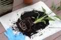 Bird of paradise plant with exposed roots