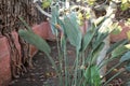 bird of paradise plant flower medium shot 154 p Royalty Free Stock Photo