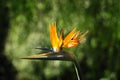 Closer view of Bird of Paradise