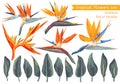 ,Vector set of Strelitzia Reginae, tropical flowers and leaves. Royalty Free Stock Photo