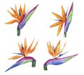 Bird of paradise set Watercolor illustration of tropical flower strelitzia isolated on white background. Hand drawn Royalty Free Stock Photo