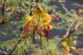 Bird of paradise shrub or Erythrostemon gilliesii flowering plant with flower heads composed of partially dried bright yellow peta Royalty Free Stock Photo