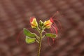 Bird of paradise shrub or Erythrostemon gilliesii plant with flower heads composed of yellow petals with red stamens on red roof Royalty Free Stock Photo