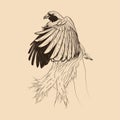 Bird of paradise sketch illustration drawing vector animal Royalty Free Stock Photo