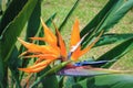 Bird of Paradise Strelitzia Royalty Free Stock Photo