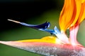 Bird of paradise or strelitzia or crane flower Strelitzia reginae closeup macro photo. Royalty Free Stock Photo
