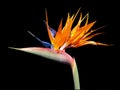 Bird of Paradise (Strelitzia) Flower Royalty Free Stock Photo