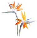 Bird of paradise - strelitzia - flower watercolor Royalty Free Stock Photo