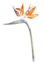 Bird of paradise - strelitzia - flower watercolor