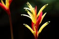 Bird of paradise Strelitzia no dark background Royalty Free Stock Photo