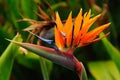Bird of Paradise (Strelitzia Reginae)