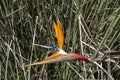 Bird of paradise strelitzia reginae Royalty Free Stock Photo