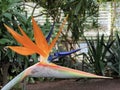 Bird of paradise Strelitzia reginae, Crane flower, Die Paradiesvogelblume, Konigs-Strelitzie or Koenigs-Strelitzielitzie Royalty Free Stock Photo