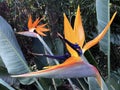 Bird of paradise Strelitzia reginae, Crane flower, Die Paradiesvogelblume, Konigs-Strelitzie or Koenigs-Strelitzielitzie Royalty Free Stock Photo