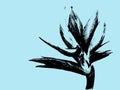 Bird of paradise Strelitzia reginae flower isolated on blue background. Hand drawn botanical illustration, exotic tropical plant Royalty Free Stock Photo