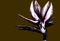 Bird of paradise Strelitzia reginae flower isolated on dark background. Hand drawn botanical illustration, exotic tropical plant Royalty Free Stock Photo