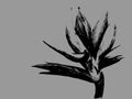 Bird of paradise Strelitzia reginae flower isolated on gray background. Hand drawn botanical illustration, exotic tropical plant Royalty Free Stock Photo