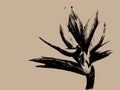 Bird of paradise Strelitzia reginae flower isolated on light background. Hand drawn botanical illustration, exotic tropical Royalty Free Stock Photo