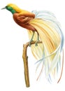 Tropical Beautiful bird on a white background, Hand painting watercolor bird. Bird of paradise