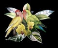 Bird of Paradise. Tropical bouquet. lovebird parrots, monstera leaves and orchids. realistic illustration.
