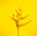 Bird of paradise tropical exotic flower floral botanic plant against vivid colorful yellow abstract background. Royalty Free Stock Photo