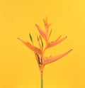 Bird of paradise tropical exotic flower floral plant against yellow abstract background. Wall art, fine art minimalist photography Royalty Free Stock Photo