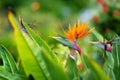 Bird of paradise tropical flower, famous plant found on island of Hawaii Royalty Free Stock Photo