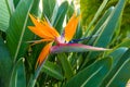 Bird of Paradise Tropical Flower Garden Royalty Free Stock Photo