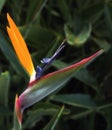 Bird of Paradise Royalty Free Stock Photo