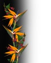 Bird of Paradise Tropical Flowers Border Royalty Free Stock Photo