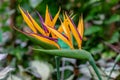 Bird of paradise, a very bizarre colorful flower Royalty Free Stock Photo