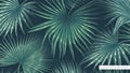 Realistic vector and volumetric background with hand-drawn giant palm leaves.