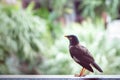 Bird of paradise on a washed tropical background. Royalty Free Stock Photo