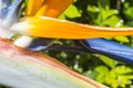 Bird of Paradise water droplet Royalty Free Stock Photo