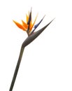 Bird of paradize flower Strelitzia isolated on a white background Royalty Free Stock Photo