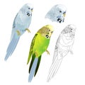 Bird parakeet Budgerigar blue and green pet parakeet or budgie or shell parakeet home pet natural and outline white