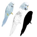 Bird parakeet Budgerigar blue pet parakeet or budgie or shell parakeet home pet natural and outline and silhouette on a white ba