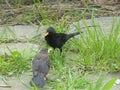 Bird parent feeding his grown-up offspring, Eurasian blackbird Turdus merula