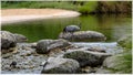 Bird in the park of the Golden Head, aka Parc de la Tete d'Or in Lyon, France Royalty Free Stock Photo