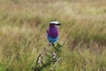 Bird in Park Natural and Nacional in Mikumi, Tanzania. Landscapes. Beautiful Africa. Travel Africa. Royalty Free Stock Photo